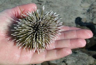 A sea urchin.