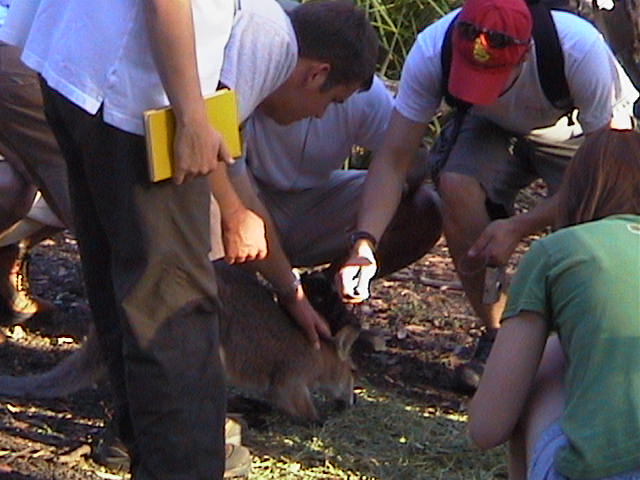 Wallaby Petting