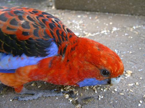 Crimson Rosella