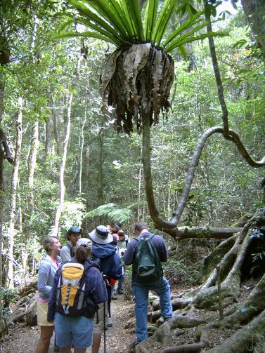 Students on path under large vine