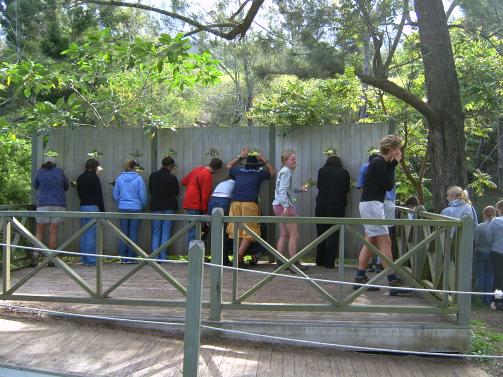 People peering through holes in fence