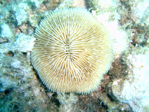 Fungid coral