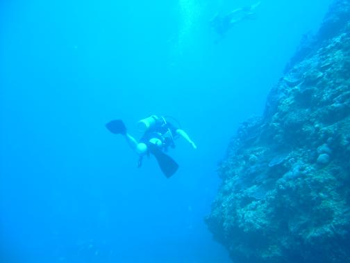 Diving on a coral wall
