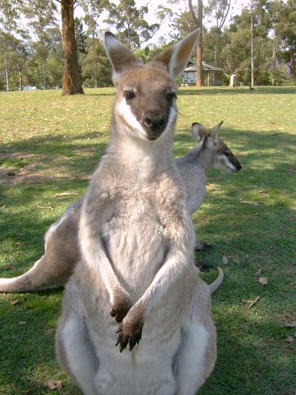 Wallaby Standing
