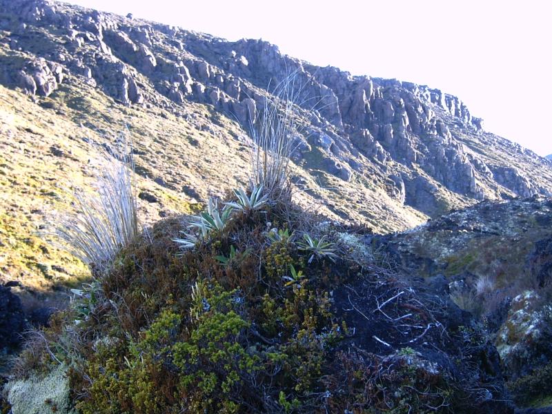  Alpine plants with lava flow behind