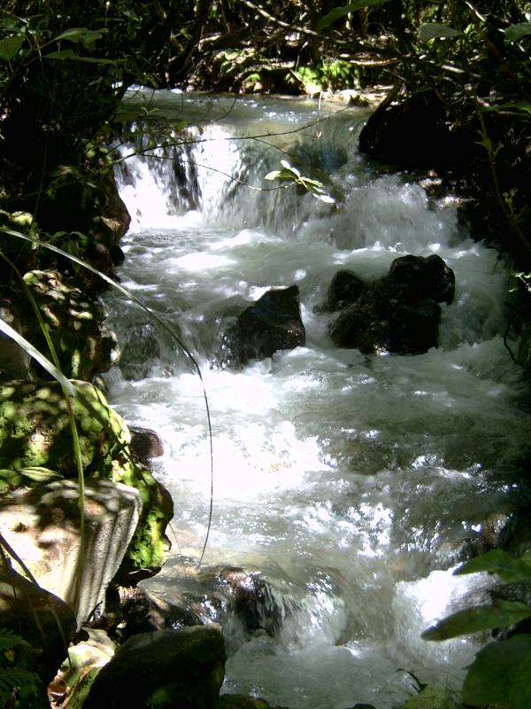  Stream flowing through forest shade