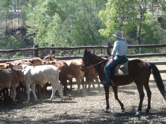 Cattle Drafting