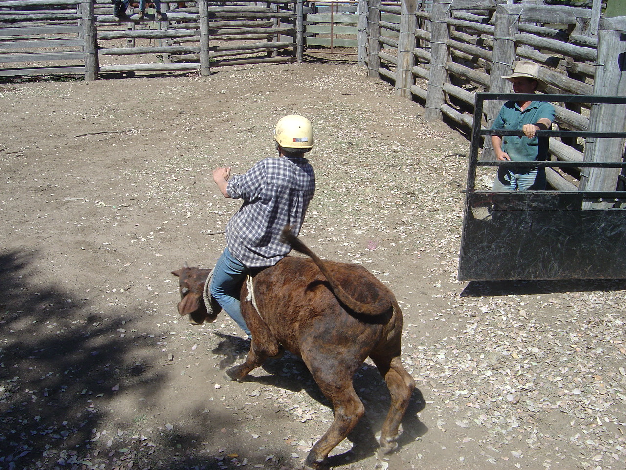 Donal rides the calf