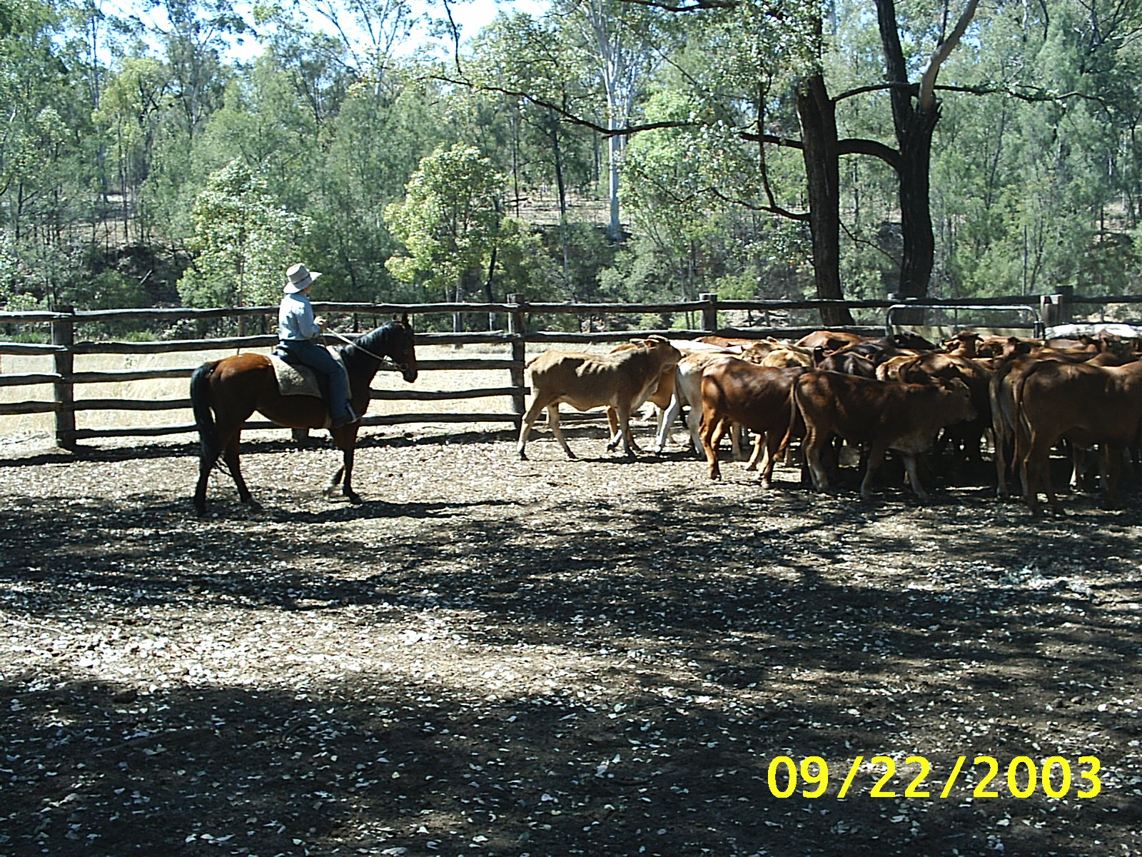 Directing cattle