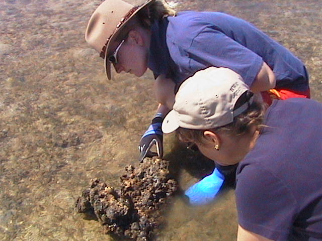 Nan and Mel look for sponges