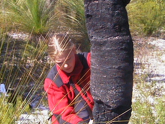 Grass Tree Project