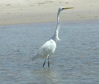 Australian Egret