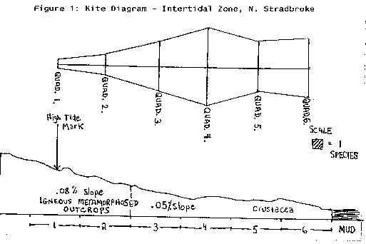 Kite Diagram