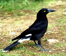 currawong bird