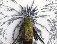 magnetic moth