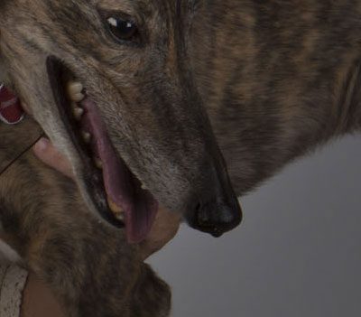 animal brain