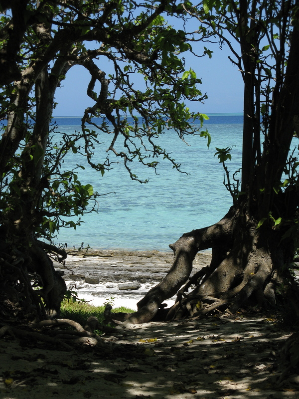 Island tree and seascape