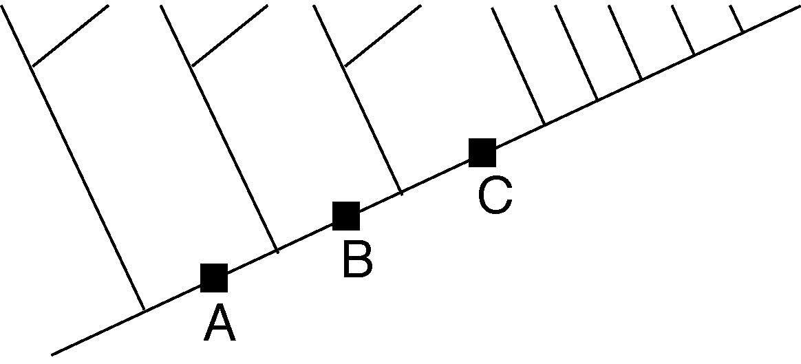 Cladogram