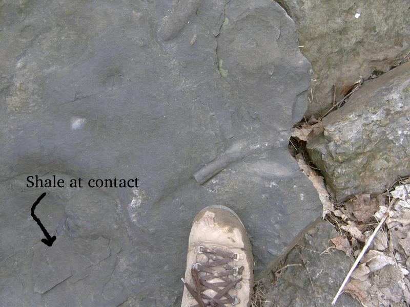 Limestone boulder with burrows