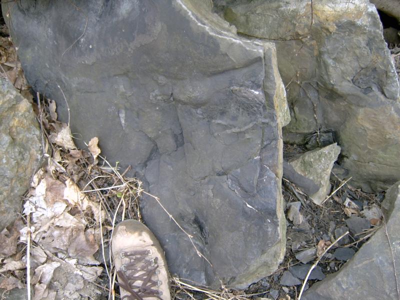 Limestone block with burrows