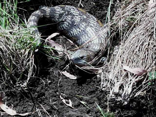 Blue-Tongued Lizard