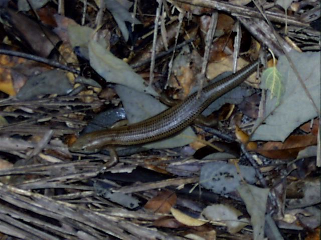 Skink