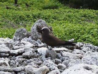 White-capped Noddy.