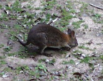 Red-necked Pademelon