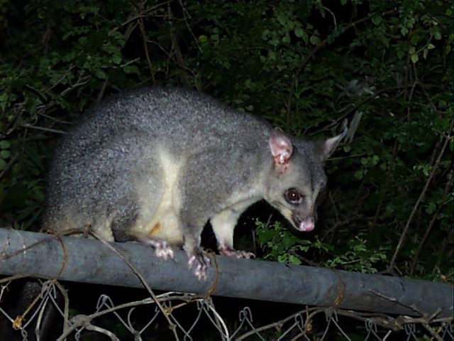 Brushtail Possum