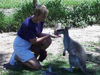 Pretty-faced Wallaby
