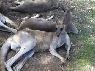 Red Kangaroo.